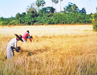 ဆနၵျပလယ္သမားမ်ားကို တုိင္း၀န္ၾကီးခ်ဳပ္ ေတြ့ဆံု