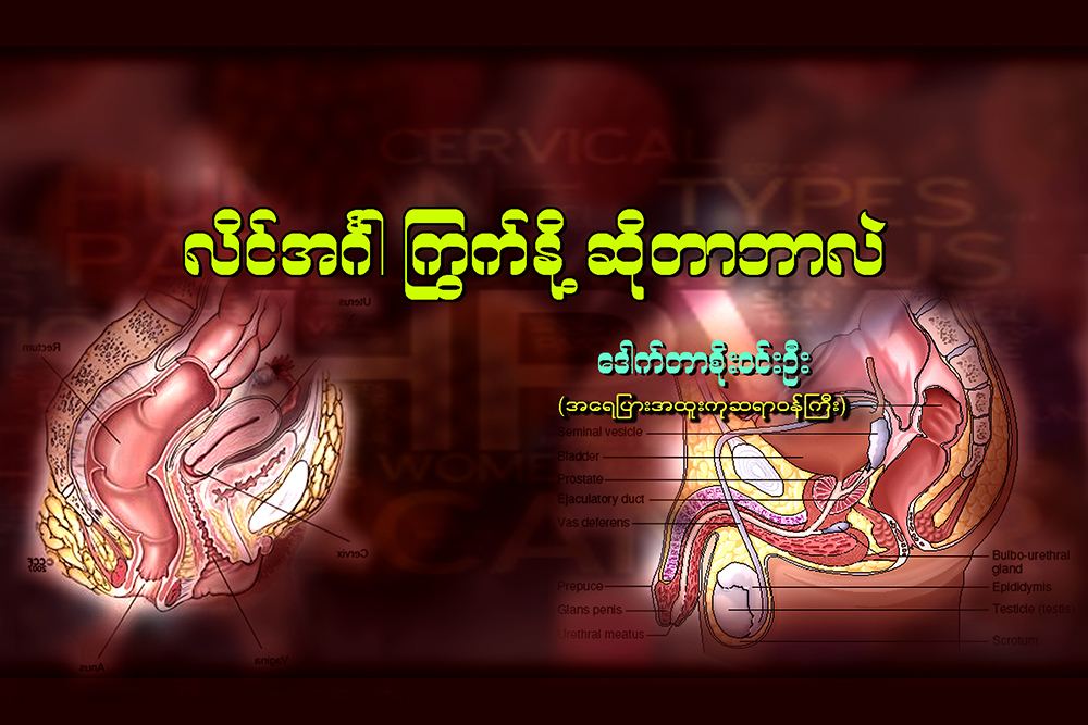 လိင္အဂၤါႂကြက္ႏို႔ဆိုတာ ဘာလဲ …
