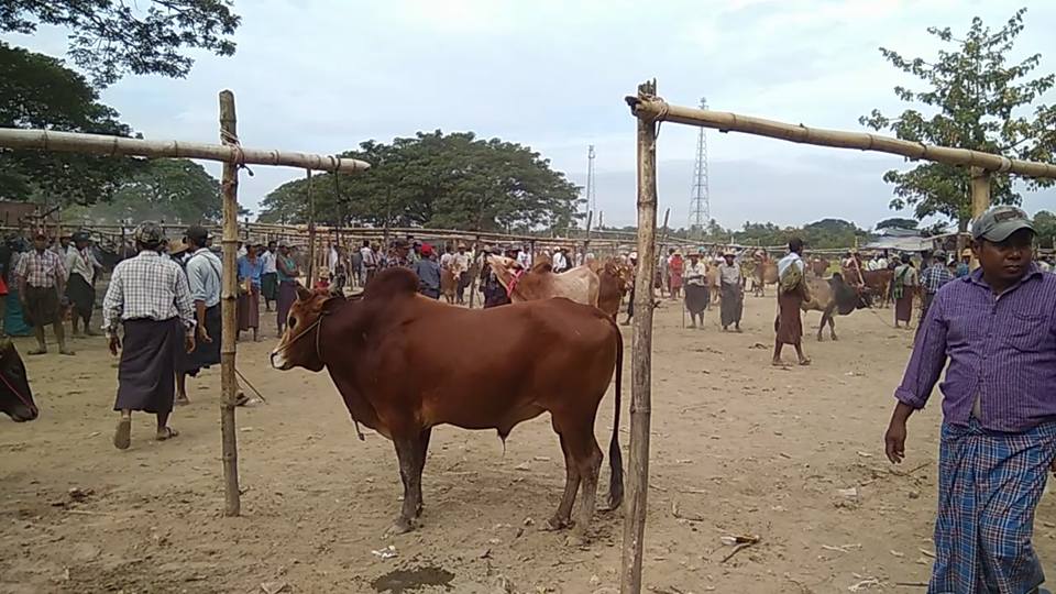 ျပည္ပကုိ ႏြားတင္ပို႔မႈေၾကာင့္ ႏြားရွားပါးလာ၊ ေစ်းႏႈန္း ျမင့္တက္