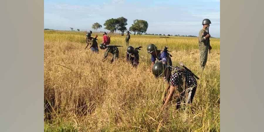 အပစ်အခတ်ရပ်နားထားချိန် အေအေတပ်ဖွဲ့များ စပါးကူရိတ်သိမ်းပေးနေ