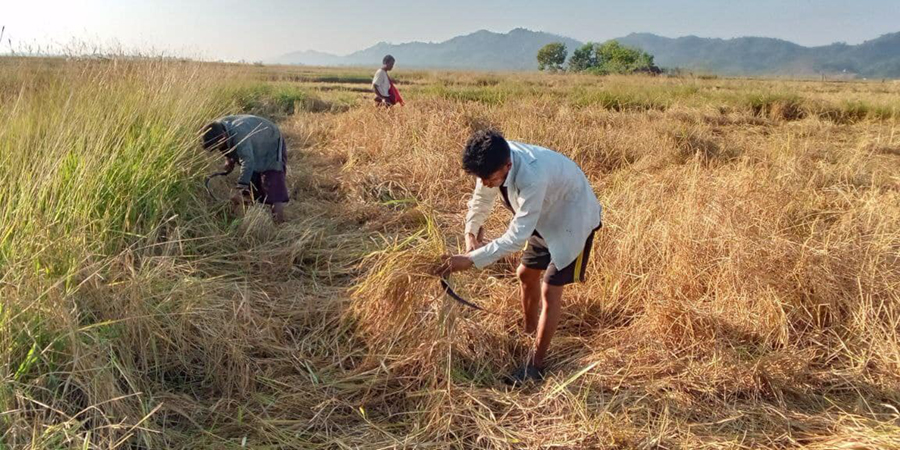 စပါးအထွက်နှုန်းကျဆင်းနေသဖြင့် ရခိုင်က လယ်သမားများ အရှုံးပေါ်
