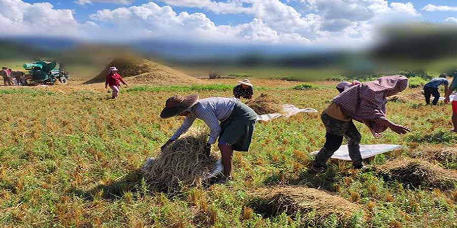 ကလေး PDF ရဲဘော်များက ဒေသခံတောင်သူများကို စပါးကူရိတ်ပေး (ဓာတ်ပုံ)