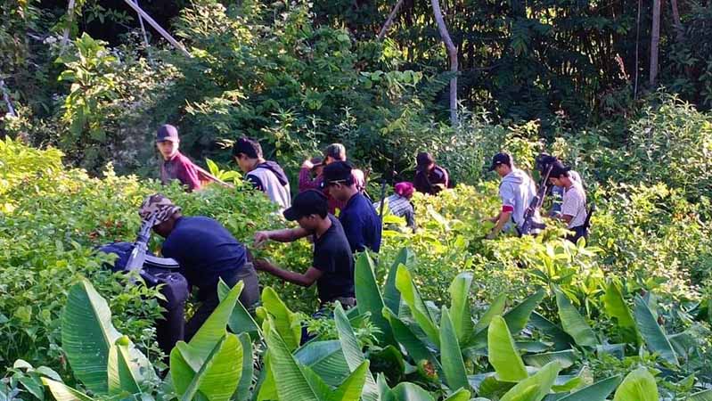 မင်းတုန်း တောင်သူများ၏ ငရုတ်စိုက်ခင်းတွင် ပ.က.ဖ Eagle တပ်ဖွဲ့ဝင်များကူညီ (ဓာတ်ပုံ)