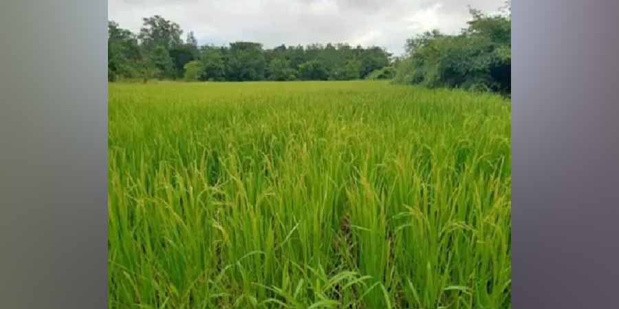 တိမ်းရှောင်နေရသည့် ပလမြို့တောင်သူများ စပါးမရိတ်နိုင်သေးသဖြင့် အခက်ကြုံ