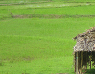 ဧရာ၀တီတုိင္းအတြင္း႐ွိ လယ္ကြက္တကြက္