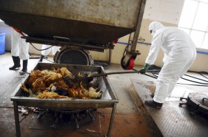 WHO says new bird flu 'more lethal' to humans