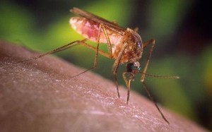 Insect Mosquito