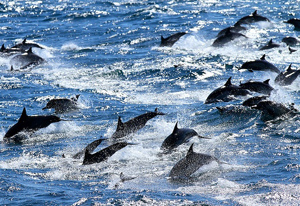Dolphins