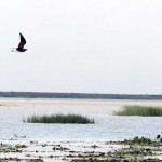 2migrant bird day10052014
