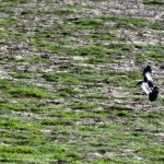 5migrant bird day10052014
