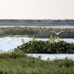 6migrant bird day10052014