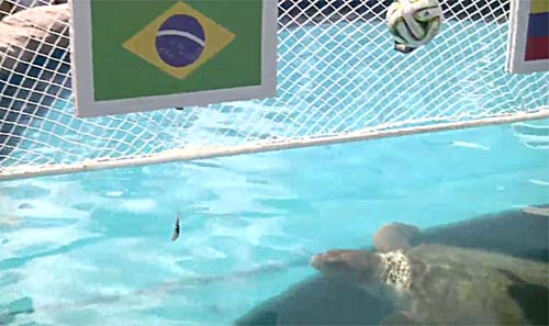 World Cup 2014: Turtle backs Brazil to beat Colombia in the quarter-finals  video
