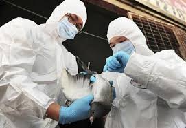 possible after Asian bird flu detecetd in U.S.