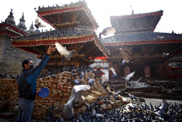 A man feeds pigeons near the debris of a collapsed temple after the earthquake in Kathmandu