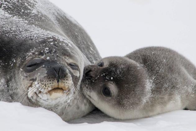1 kissing seal pup