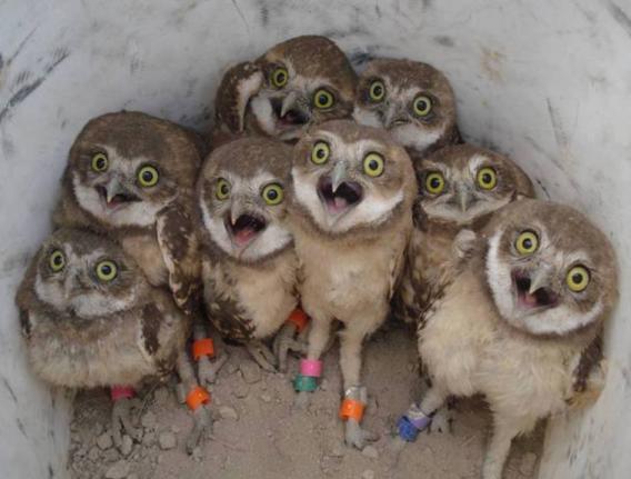 3 Baby burrowing owls are seen at Bear River Migratory Bird Refuge