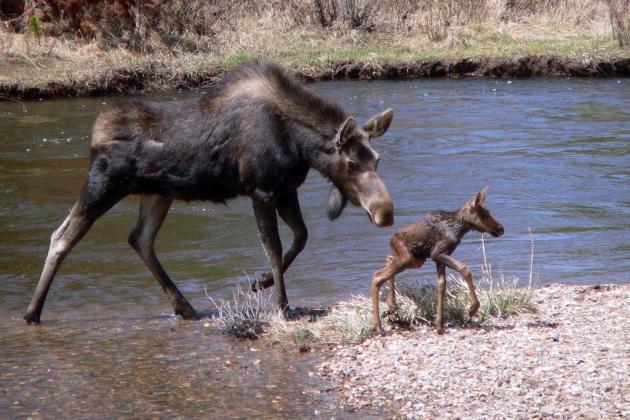 6 A mama moose helps her baby cross the Colorado River