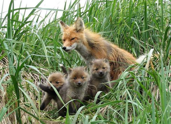 8 A fox family