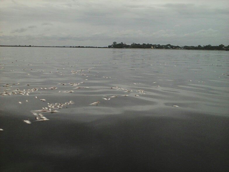 11836739_422320607963332_2731228792152385428_n