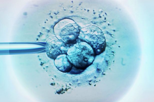 MAIN-Human-Embryo