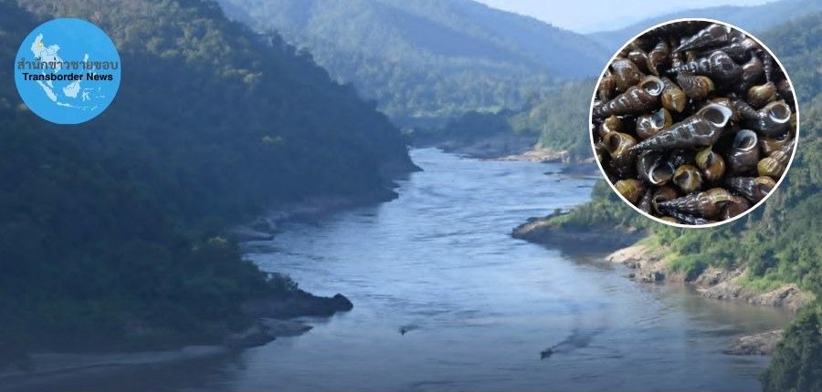 သံလွင်မြစ်တွင်းက ခရုများ စားသုံးရန်မသင့်ဟု ထိုင်းသုတေသီများ သတိပေး