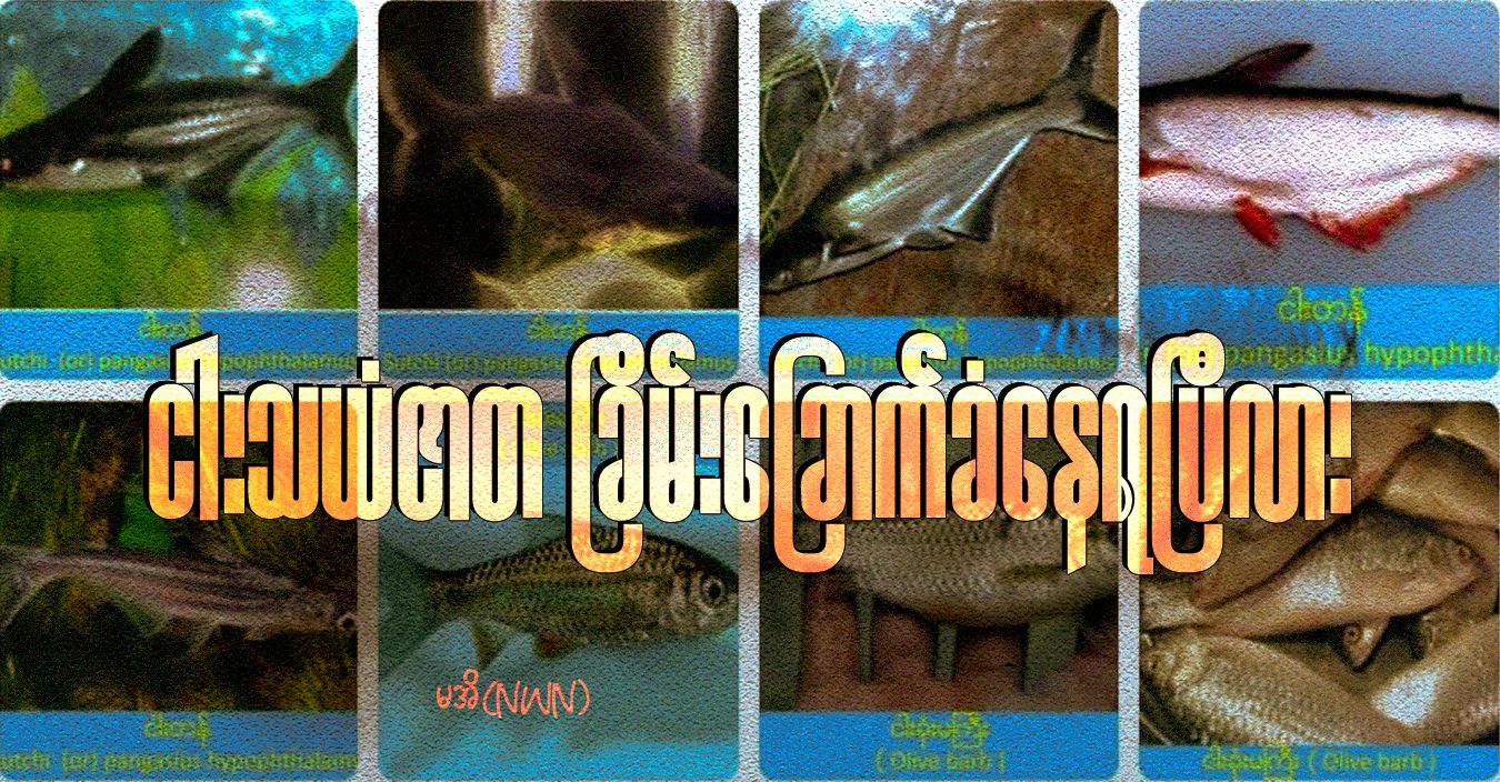 ငါးသယံဇာတ ခြိမ်းခြောက်ခံနေရပြီလား 
