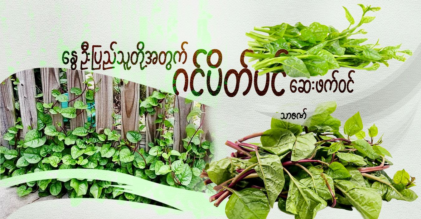 နွေဦးပြည်သူတို့အတွက် ဂင်ပိတ်ပင် ဆေးဖက်ဝင်