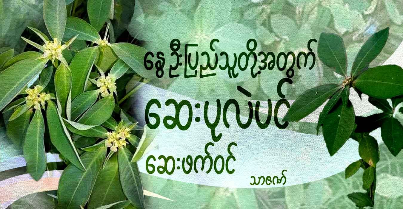 နွေဦးပြည်သူတို့အတွက် ဆေးပုလဲပင် ဆေးဖက်ဝင်  