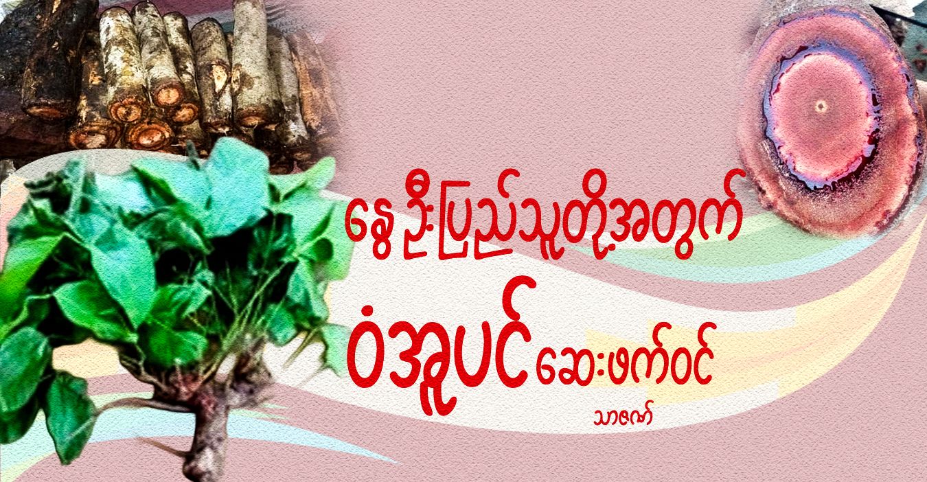 နွေဦးပြည်သူတို့အတွက် ဝံအူပင် ဆေးဖက်ဝင် 