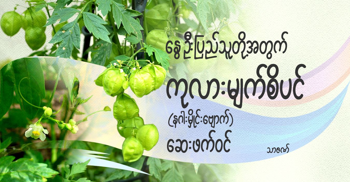 နွေဦးပြည်သူတို့အတွက် ကုလားမျက်စိ (နဂါးမှိုင်းဗျောက်)ပင် ဆေးဖက်ဝင်