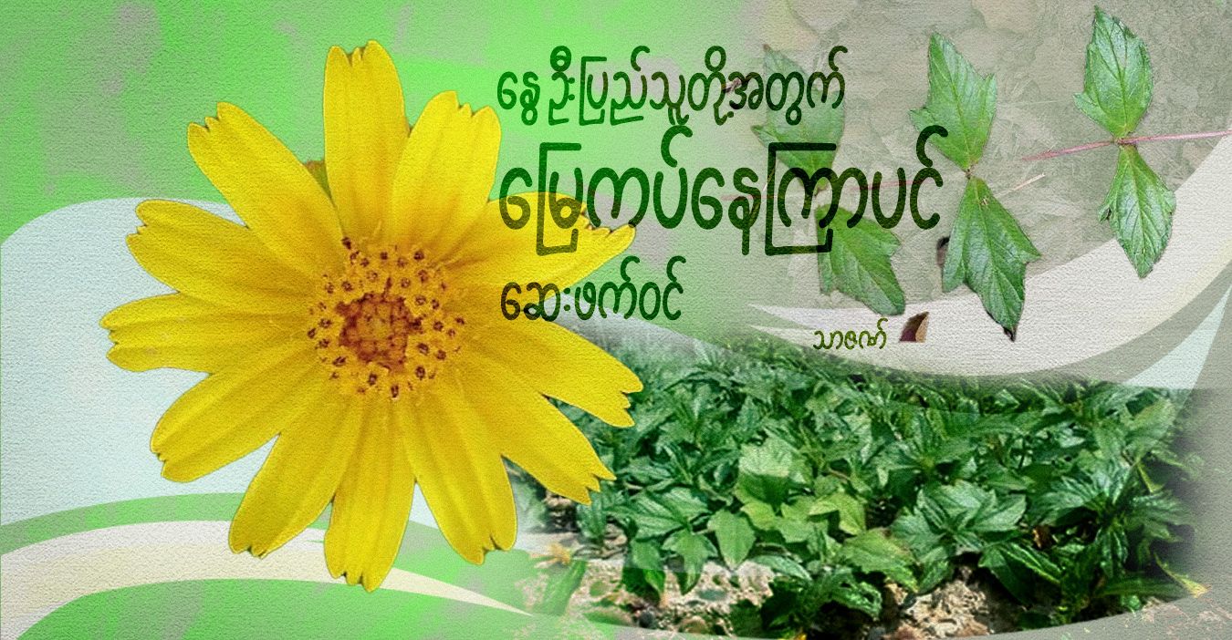 နွေဦးပြည်သူတို့အတွက် မြေကပ်နေကြာပင် ဆေးဖက်ဝင်