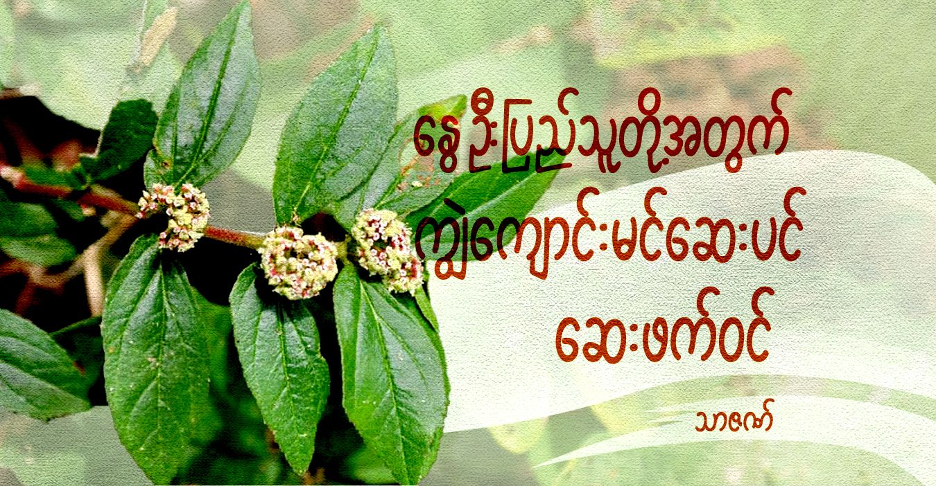 နွေဦးပြည်သူတို့အတွက် ကျွဲကျောင်းမင်ဆေးပင် ဆေးဖက်ဝင်