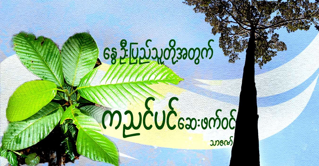 နွေဦးပြည်သူတို့အတွက် ကညင်ပင် ဆေးဖက်ဝင်