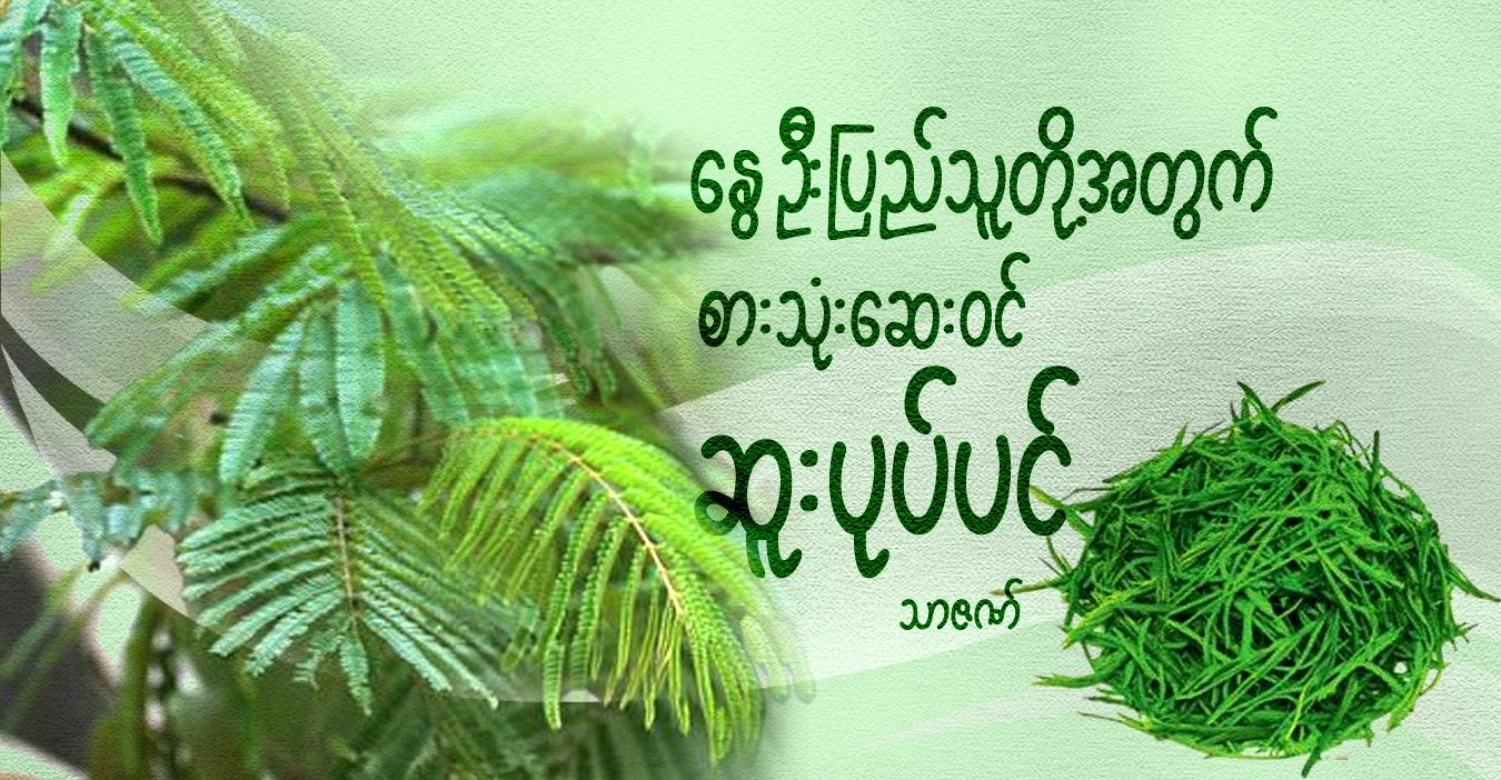 နွေဦးပြည်သူတို့အတွက် စားသုံးဆေးဝင် ဆူးပုပ်ပင်