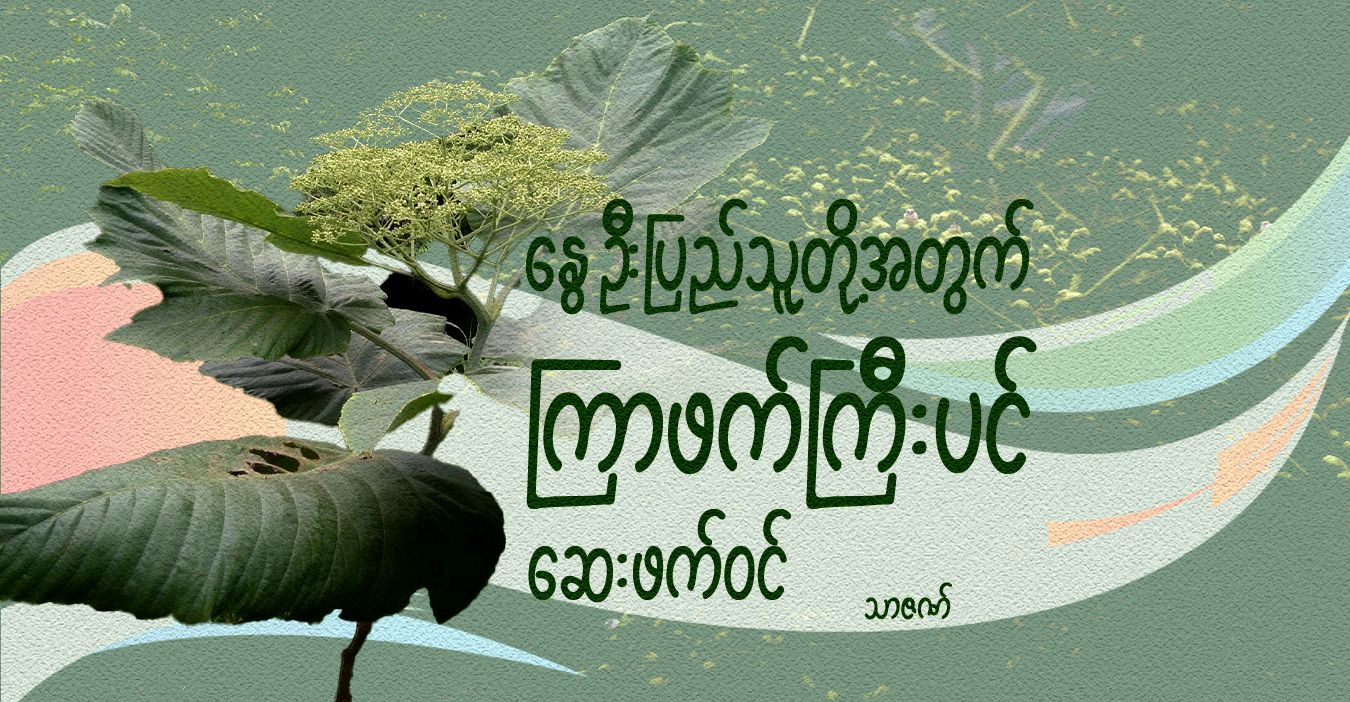 နွေဦးပြည်သူတို့အတွက် ကြာဖက်ကြီးပင် ဆေးဖက်ဝင်  