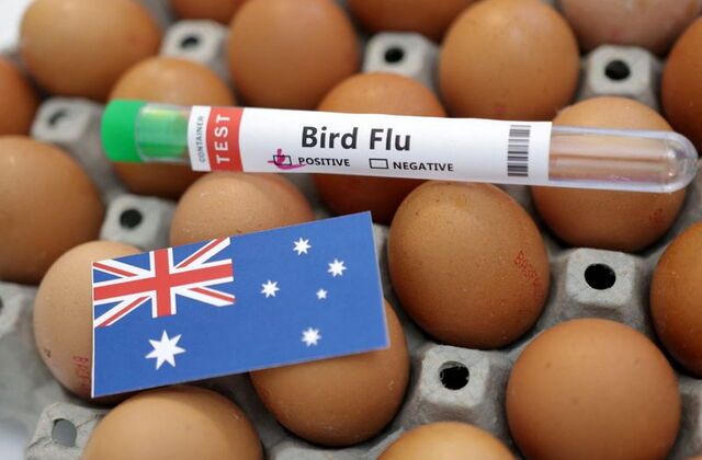 နို့တိုက်သတ္တဝါများ၌ H5N1 ငှက်တုပ်ကွေး ပထမဆုံးဖြစ်ပွားဟု သြစတြေးလျ အတည်ပြု