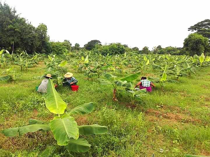 ဧရာဝတီတိုင်း၌ မြေမြှုပ်မိုင်းနင်းမိပြီး အရပ်သား ၇ ဦး သေဆုံး၊ ၉ ဦးဒဏ်ရာရ