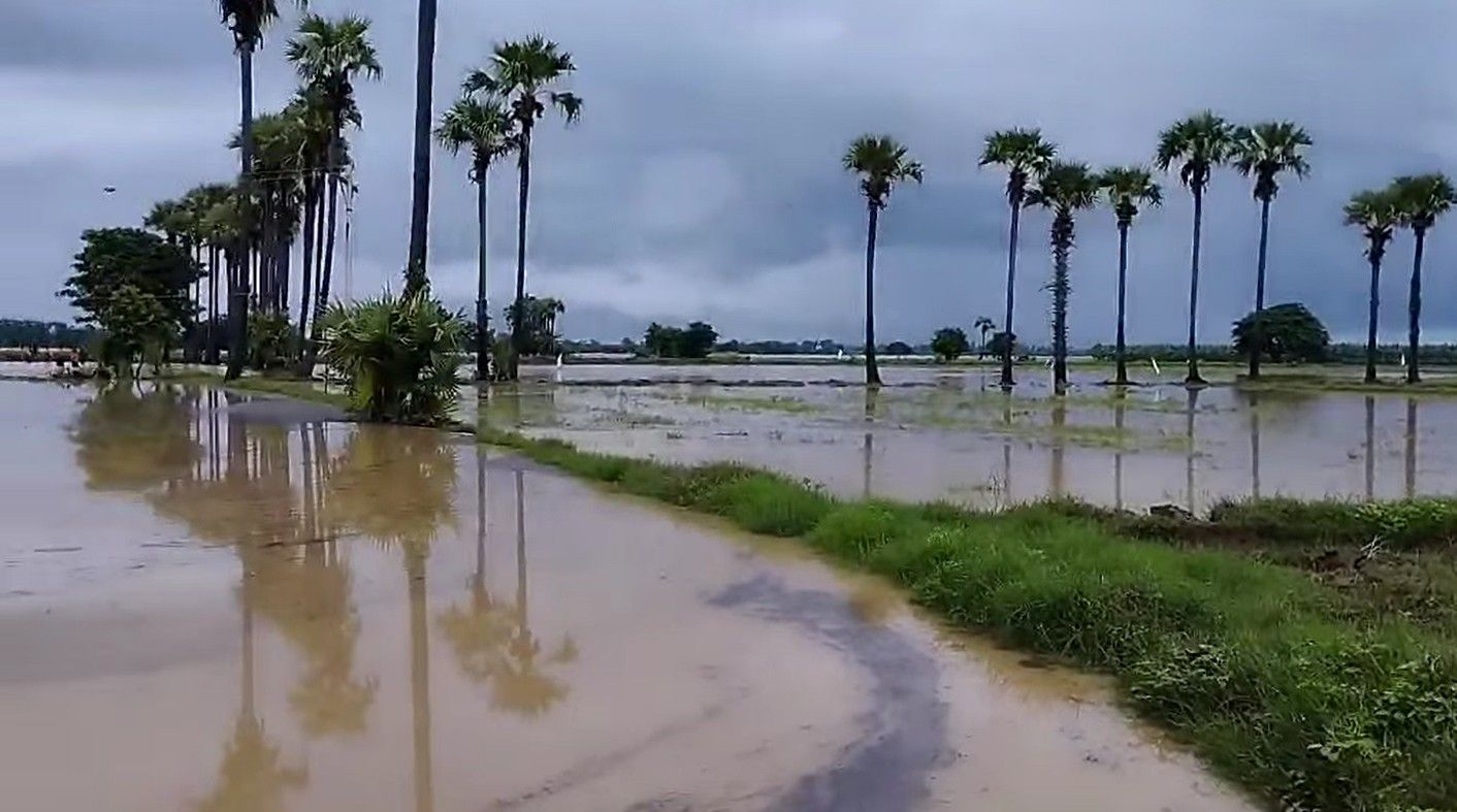 ရွှေဘိုနှင့် ဒီပဲယင်းတွင် မူးမြစ်ရေလျှံပြီး တူးမြောင်းဘောင်ကျိုးသဖြင့် လယ်စိုက်ရန် ခက်ခဲ 