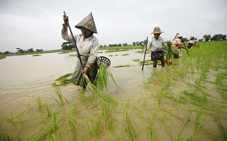 ကြွေးကျေတောင်သူများကိုသာ စိုက်စရိတ်ချေးငွေ တိုးမြှင့်ထုတ်ချေးမည် 