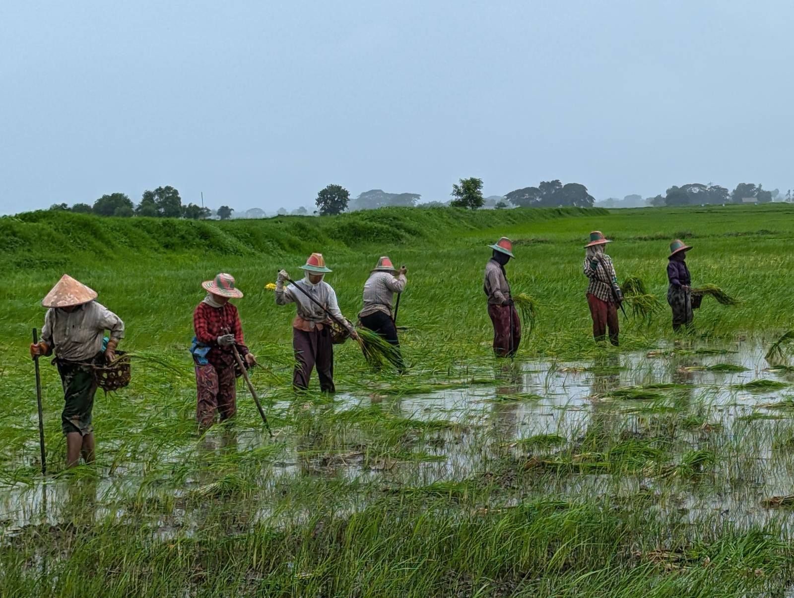ယခုစိုက်ပျိုးရာသီလည်း အရှုံးဖြင့် ရင်ဆိုင်ရဦးမည်ဟု တောင်သူများ ညည်းတွား