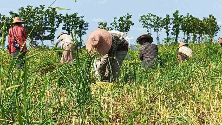 စားသုံးဆီဈေး မြင့်နေသော်လည်း ရွှေဘိုက  နှမ်းစိုက်တောင်သူများ အရှုံးပေါ် 
