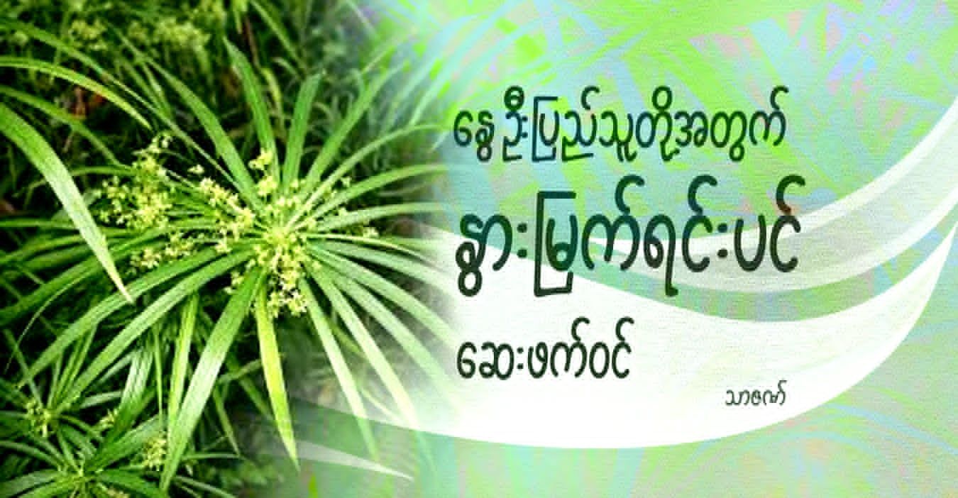  နွေဦးပြည်သူတို့အတွက် နွားမြက်ရင်းပင် ဆေးဖက်ဝင်