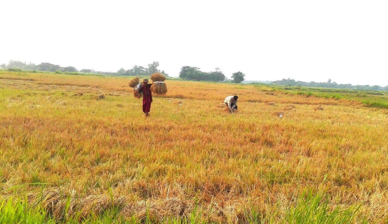 AA သတင်းပေးဟု စွပ်စွဲပြီး လေးမျက်နှာက တောင်သူ ၅ ဦးကို စစ်တပ်က ဖမ်းဆီး 