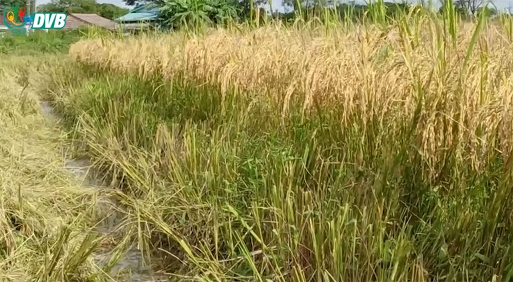 စက်သုံးဆီမရသဖြင့် စပါးခင်းများပျက်စီးမည့်အရေးကို စစ်ကောင်စီ မဖြေရှင်းနိုင်