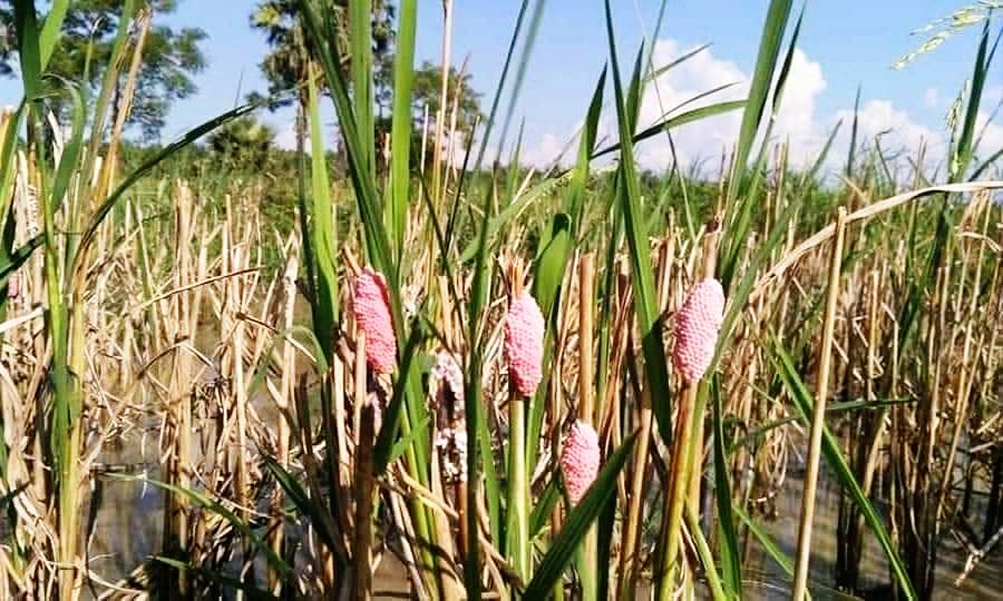 ရွှေခရုကြောင့် ကရင်နီတောင်သူများ စိုက်ပျိုးရေး လုပ်ငန်းများ ထိခိုက်နေ