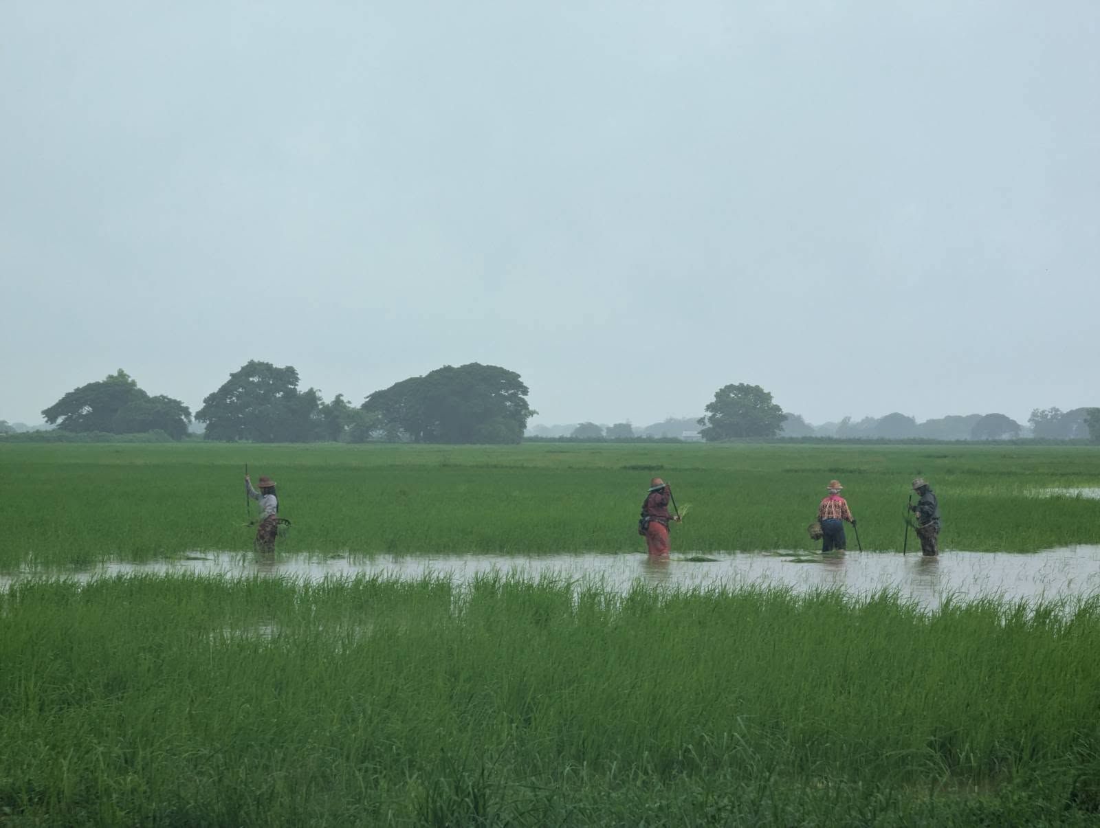 ကြွက်ပြဿနာ ကြုံနေရသည့် ဒလမြို့နယ်က စိုက်ပျိုးရေးလုပ်ငန်းခွင်တခု။ (Photo: DVB)