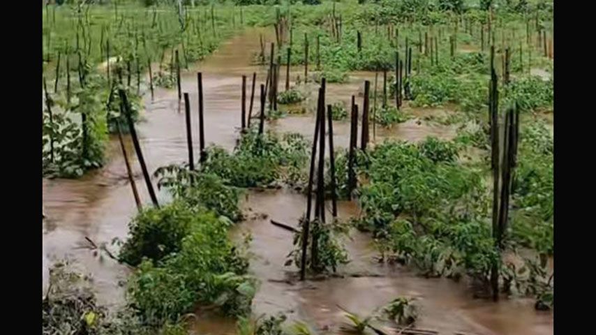 ရှမ်းတောင်တွင် မိုးသည်းထန်၊ မိုးသီးကြွေပြီး စိုက်ခင်းဧက ၃၀၀ ကျော်ပျက်စီး