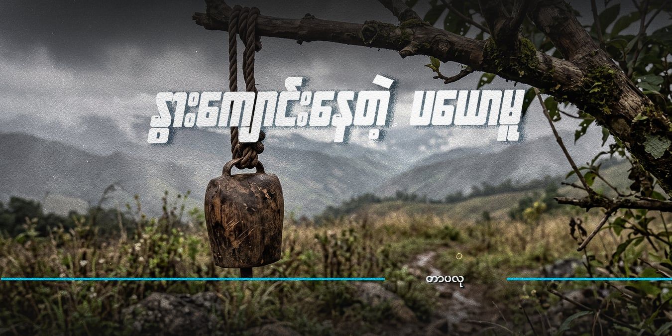 နွားကျောင်းနေတဲ့ ပ‌ယောမူ