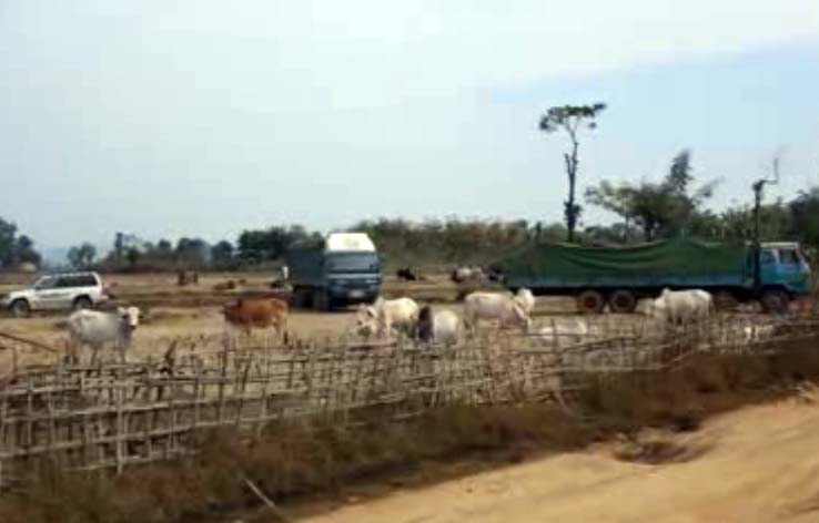 cow1