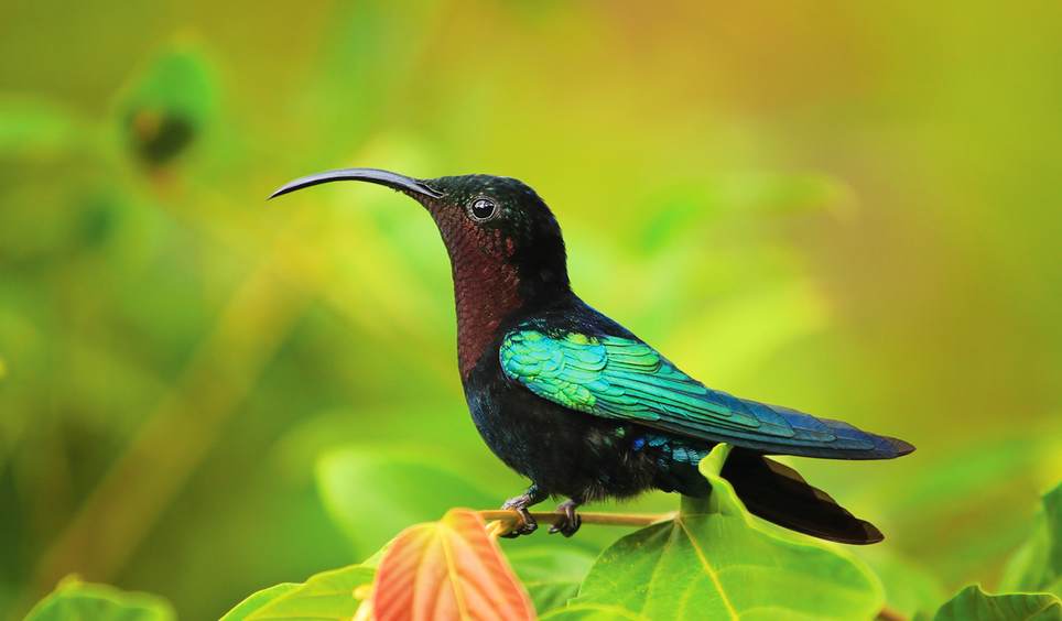 4-dominica